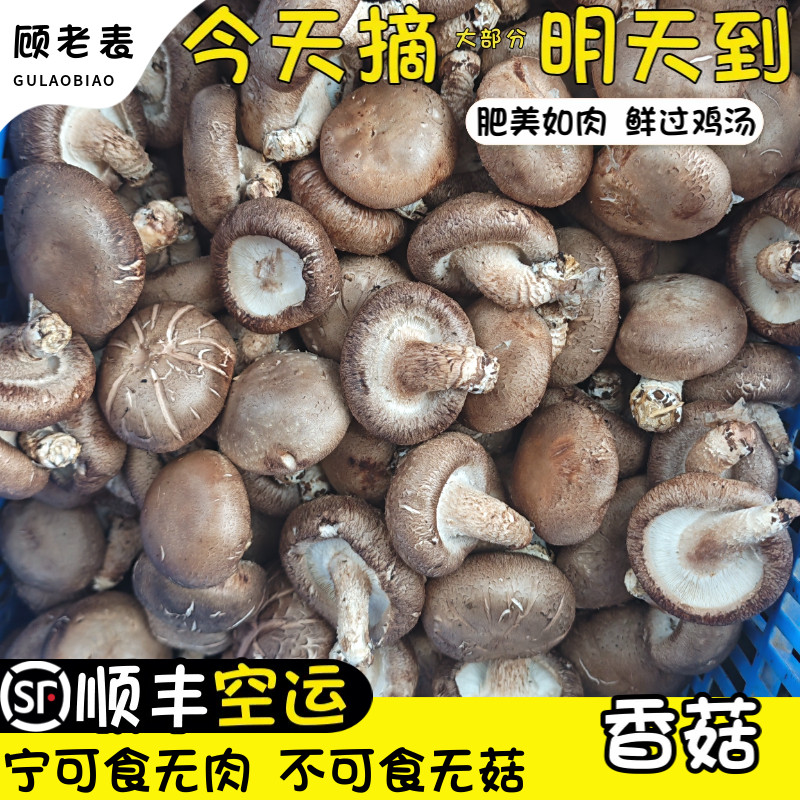 空运次日达云南新鲜香菇