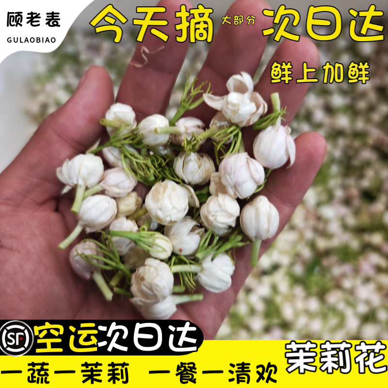 顺丰空运次日达新鲜茉莉花现摘