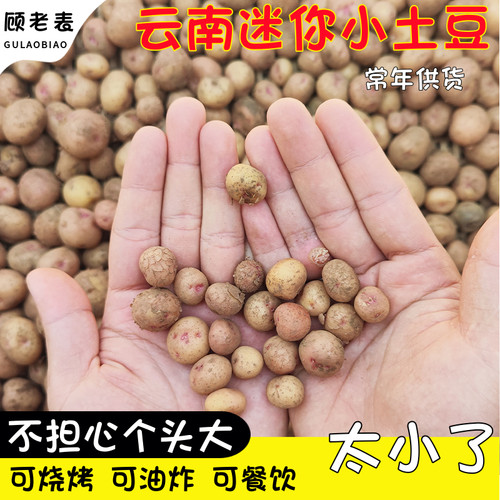 特小迷你土豆顾老表优选