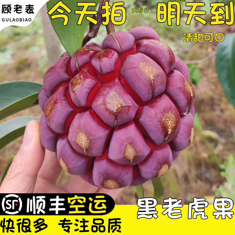 顾老表黑老虎顺丰空运布福娜