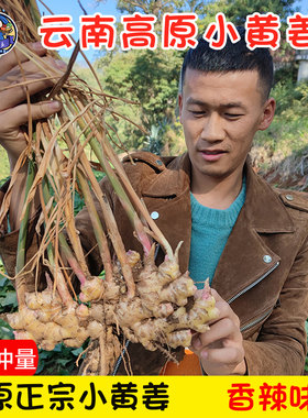 顾老表云南小黄姜罗平正宗老姜