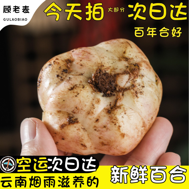 顺丰空运云南鲜百合新鲜特产两头皇高原食用新挖百合农家高山无硫
