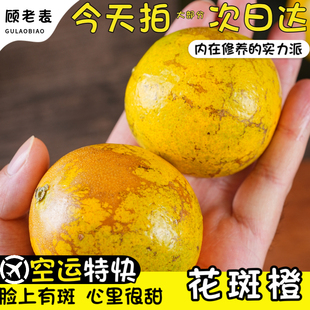 空运云南褚花斑橙新鲜水果5斤当季果冻冰糖脐橙柑橘手剥橙花斑橙