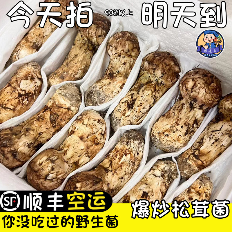 空运次日达松茸菌现摘