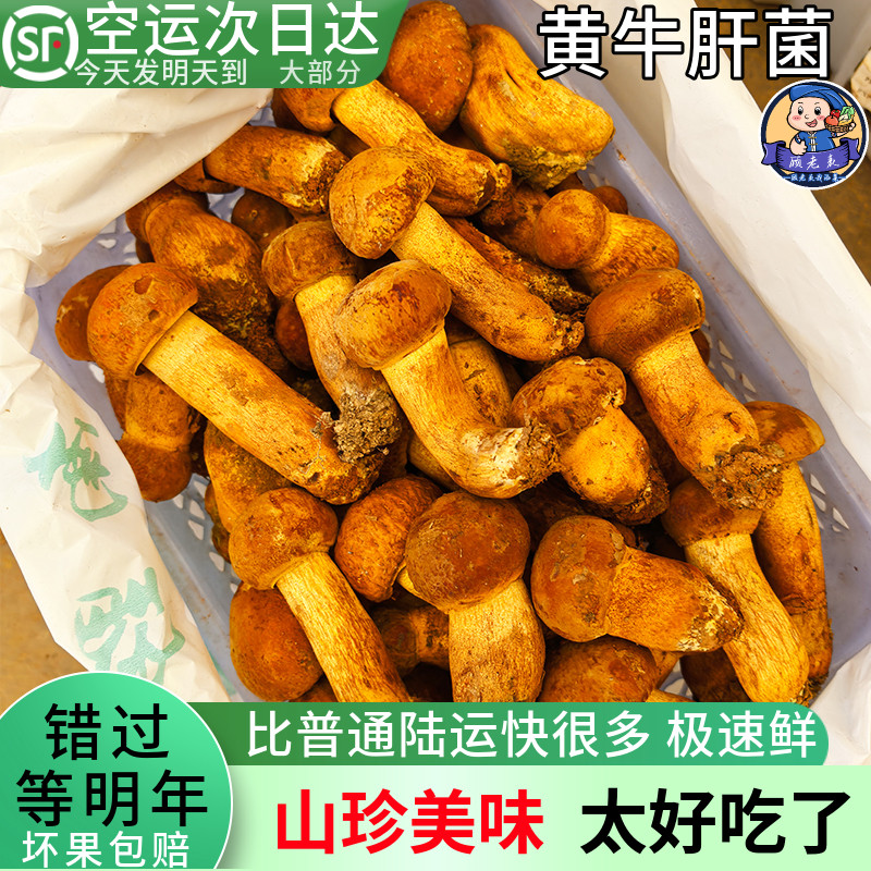 空运次日达云南野生黄牛肝菌