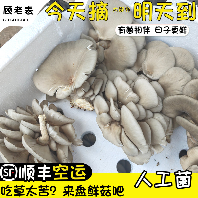 空运次日达新鲜人工菌火锅食用