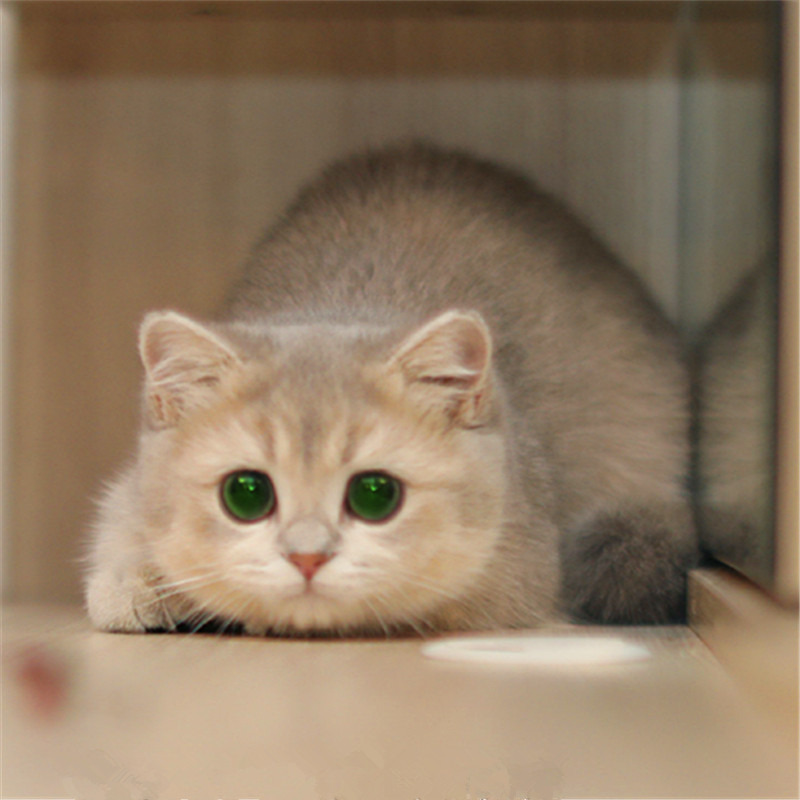 英国短毛猫蓝金渐层幼猫宠物猫纯蓝白美短曼基康矮脚猫拿破仑猫舍