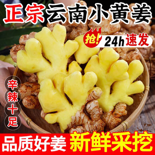 正宗云南小黄姜5斤鲜生姜老姜新沙姜优质嫩姜仔姜整箱官方旗舰店
