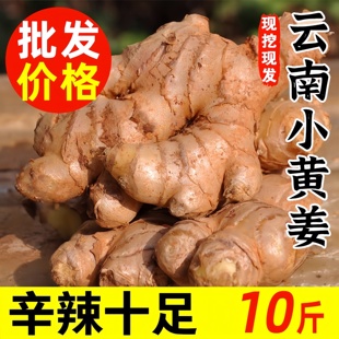 正宗云南小黄姜新鲜生姜嫩姜2025新货有机老姜祛湿驱寒官方旗舰店