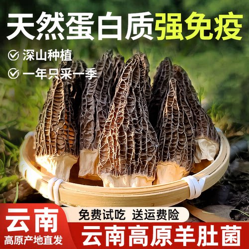 云南正宗野生羊肚菌官方旗舰店干货正品一级新鲜煲汤菌菇煲汤食材