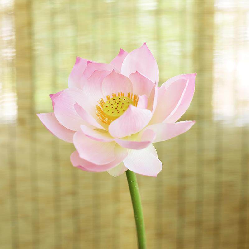 仿真荷花pu带杆荷叶荷花单枝装饰假花水池水面莲花绢花莲蓬大荷
