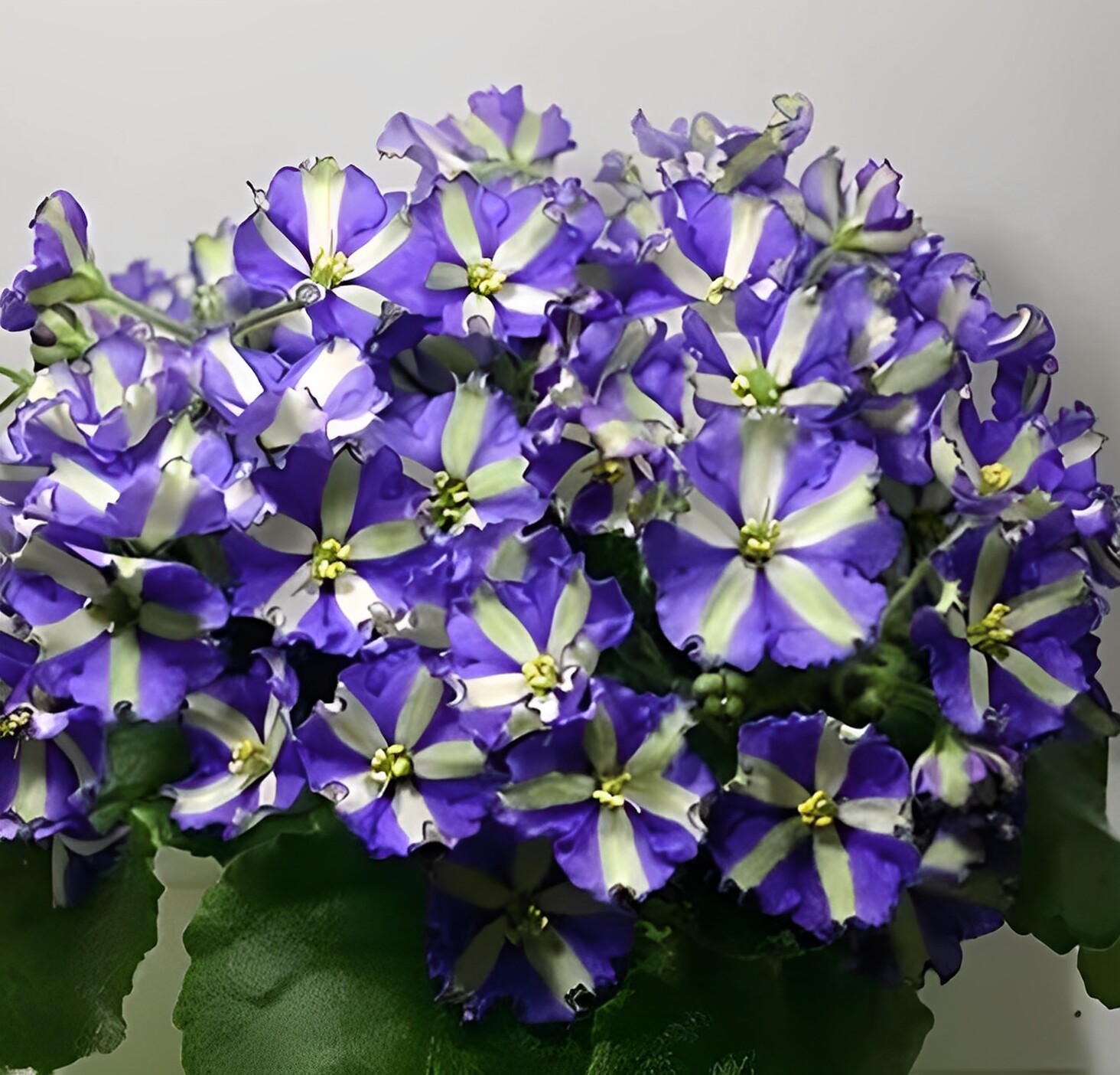 非洲菫缟花：日本武士，对版苗，室内耐荫多年生草本植物