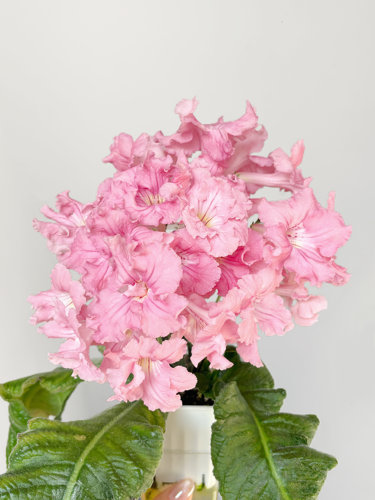 苦苣苔进口堇兰~豆，非常漂亮粉嫩的一款堇兰，室内耐阴花卉