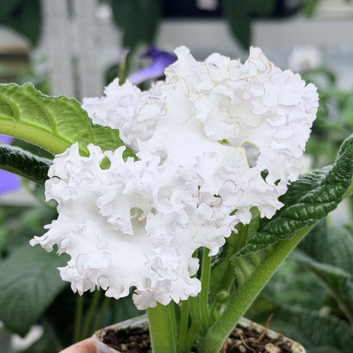 苦苣苔进口堇兰：DS-晚会礼服，室内耐阴四季开花