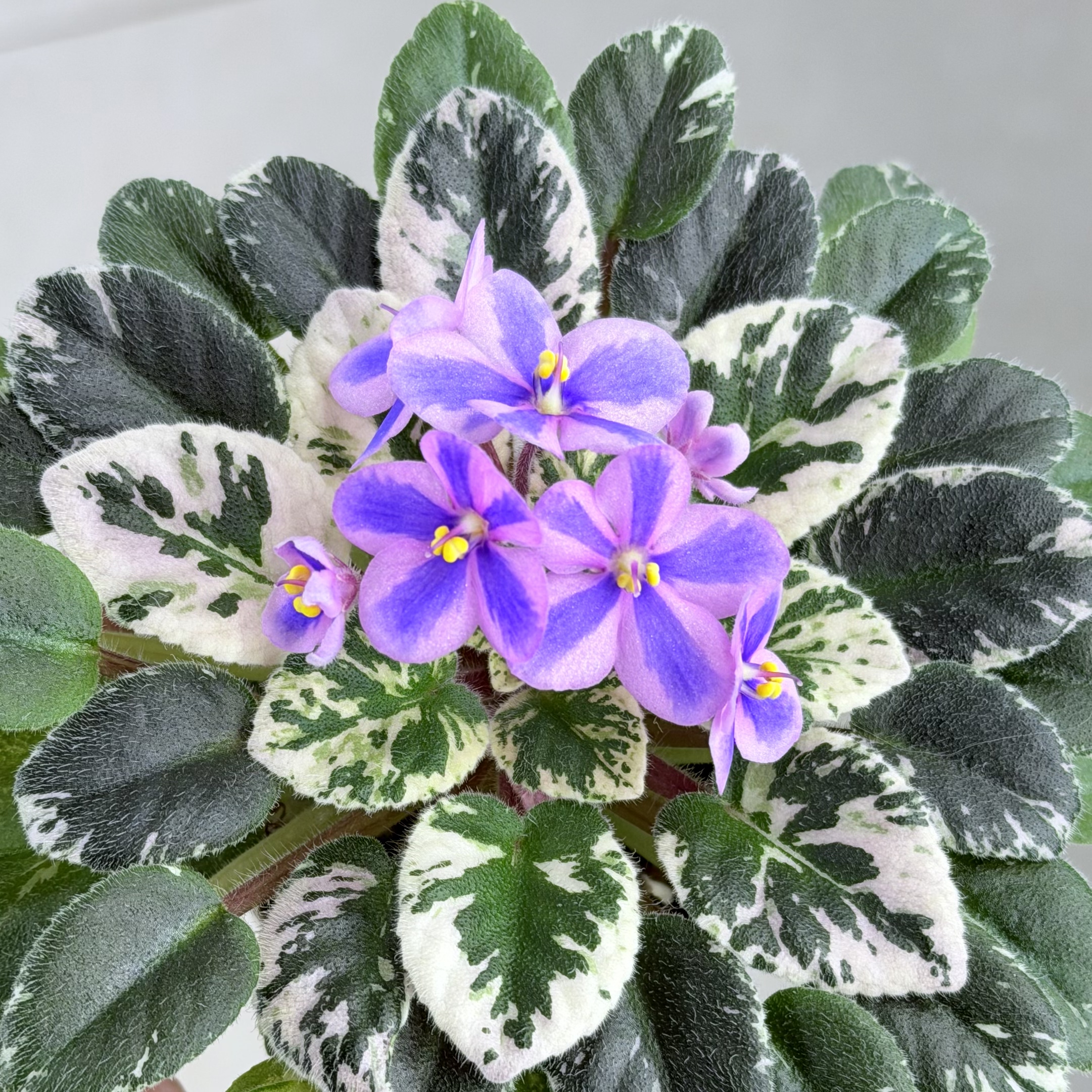 苦苣苔非洲堇缟花：梅钿，对版苗，迷你斑叶十字花非洲紫罗兰