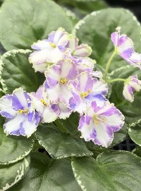 苦苣苔非洲堇缟花：狂欢节反转Ma's Mardi Gras ，斑叶标准十字花