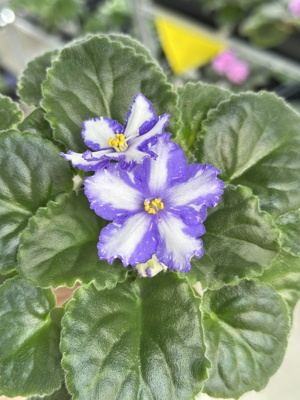 苦苣苔非洲菫缟花：轻轻的羽毛对版苗，标准十字花紫罗兰