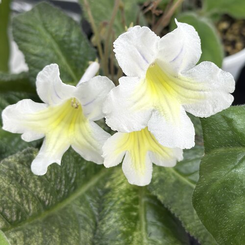 苦苣苔堇兰：小金雀（FL培育）斑叶迷你品种（特别小，介意慎拍