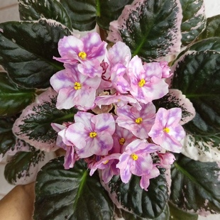 Game对版 苦苣苔非洲菫缟花：拿手好戏 Favorite Tan 苗 最爱运动