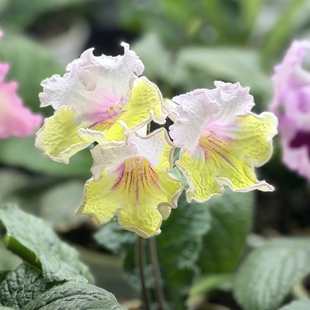 苦苣苔堇兰:塔里亚(叶片少)室内耐荫多季节开花多年生草本植物