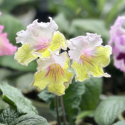 苦苣苔堇兰：塔里亚（叶片少）室内耐荫多季节开花多年生草本植物