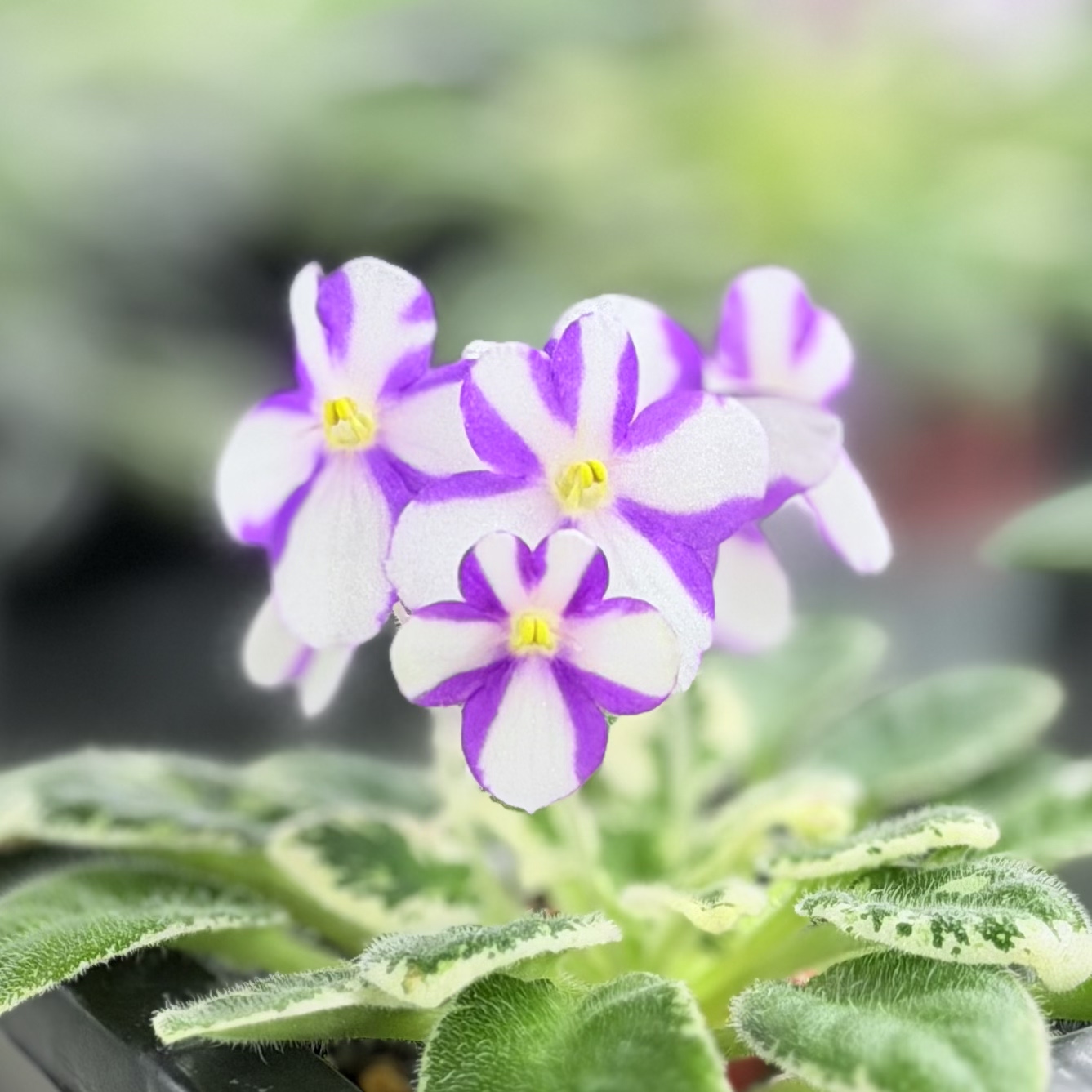 苦苣苔非洲堇缟花：葡萄柚汁，对版苗，斑叶迷你十字花紫罗兰