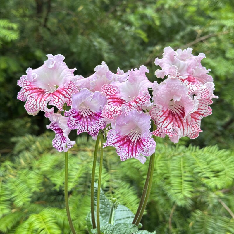 苦苣苔堇兰:贵族小姐(变色品种)叶片少的品种室内耐荫四季花卉