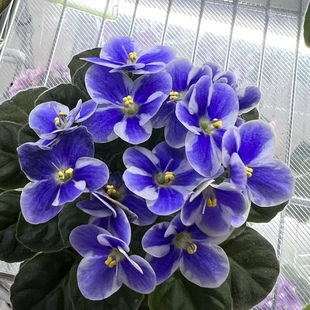 苦苣苔非洲堇缟花：慕尼黑Lyon Munique半迷你十字花