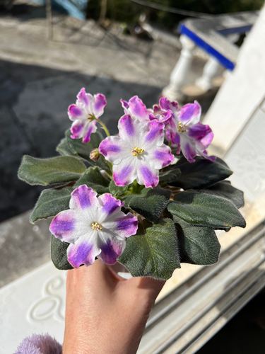 G098苦苣苔非洲堇：欲望之战（标准十字花缟花）室内耐荫四季开花