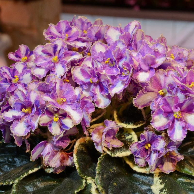 苦苣苔非洲堇缟花：狂欢节反转Ma's Mardi Gras ，斑叶标准十字花