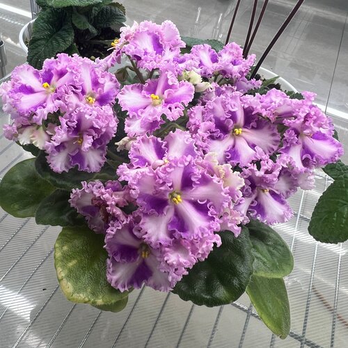 苦苣苔非洲堇缟花： 玫瑰花边Rosie Ruffles Sport 标准十字花