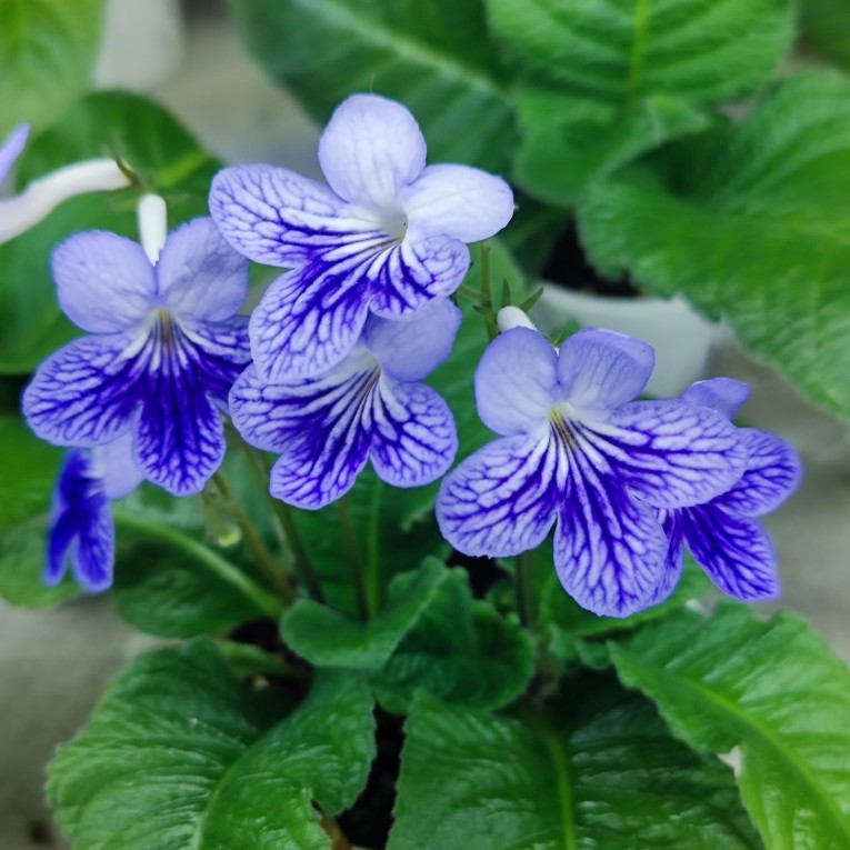 苦苣苔进口堇兰：帝伯利（小株型）室内耐阴多季节开花多年生草本