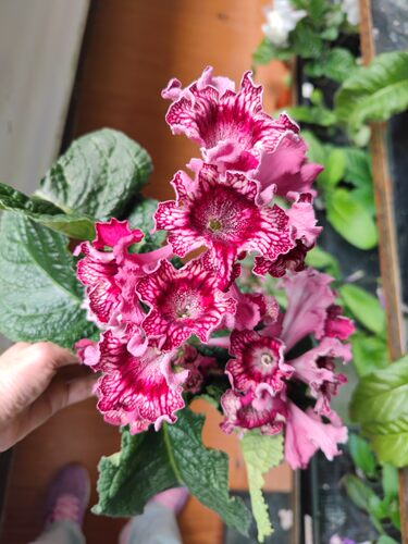苦苣苔进口堇兰~DS-2166，室内耐阴四季开花