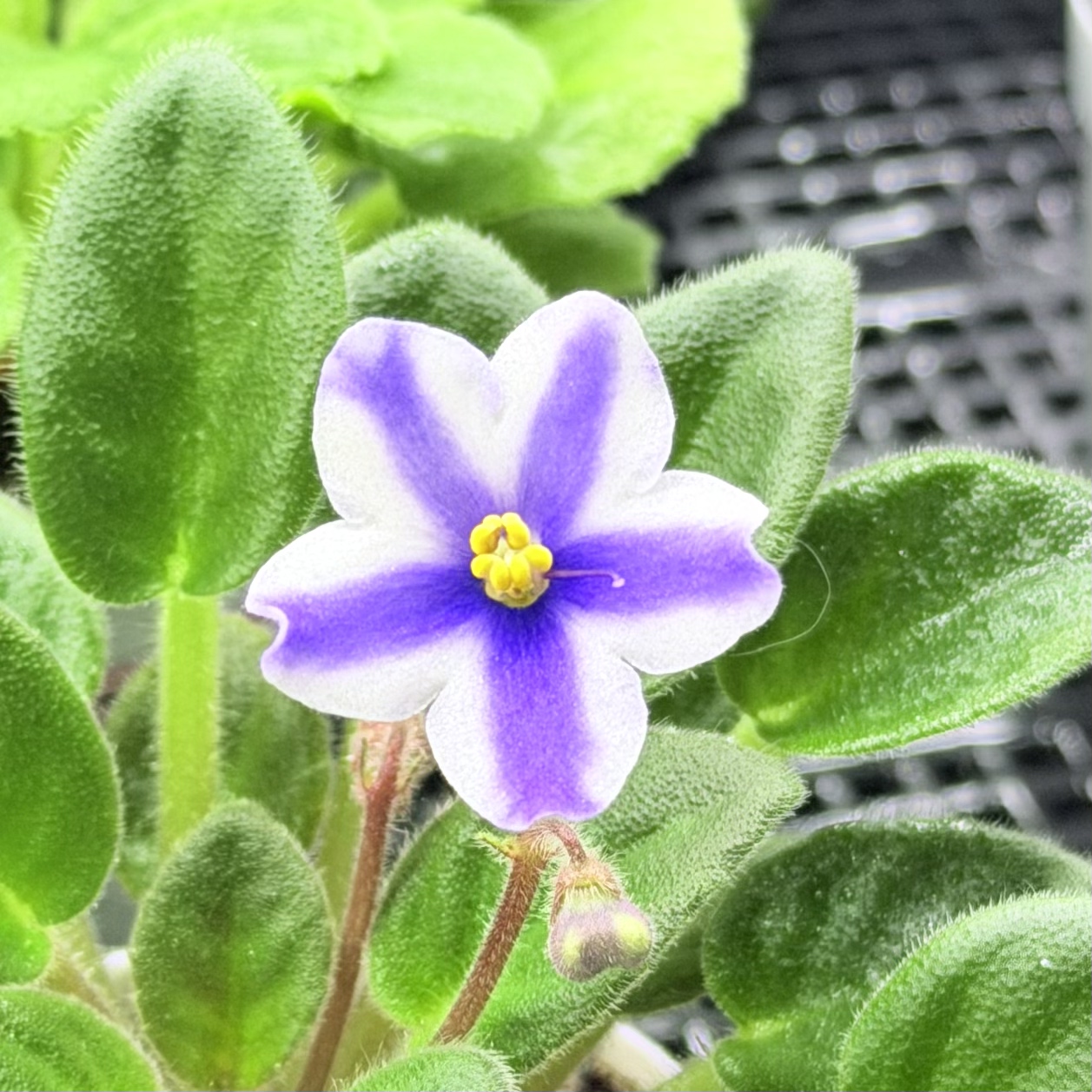 苦苣苔非洲堇缟花：蓝狒狒，迷你十字花非洲堇紫罗兰