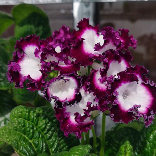 苦苣苔进口堇兰：谢奥斯J'ai Ose DS-2171（慎拍有跑色几率）