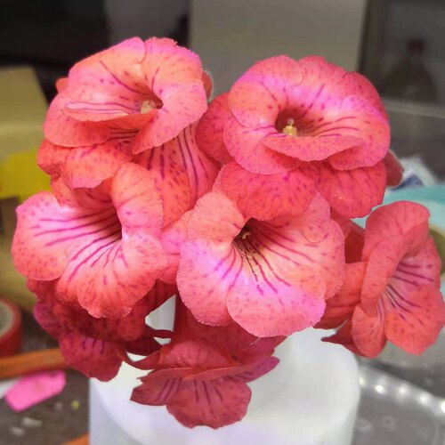 苦苣苔套筒：火球（球种）皮实丰花的一款橙色迷套