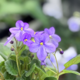 G117苦苣苔非洲堇缟花:丰布鲁格(迷你悬垂)室内耐阴四季开花