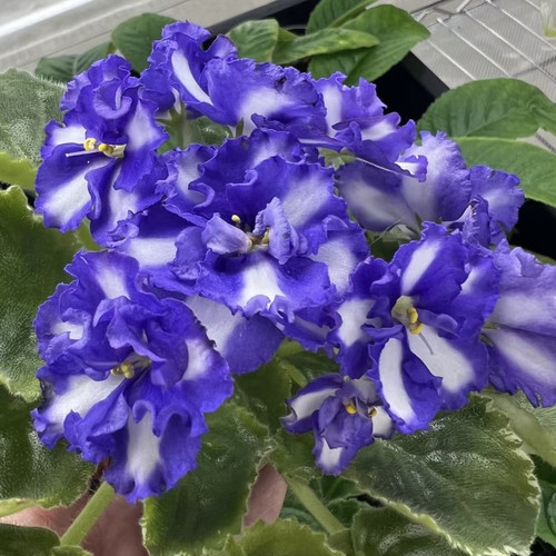 苦苣苔非洲菫缟花：马的蓝企鹅，对版苗，室内耐荫四季开花多年生