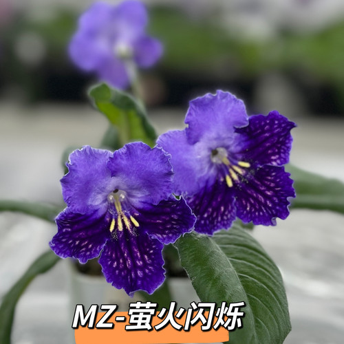 苦苣苔堇兰：MZ-萤火闪烁，室内耐荫多季节开花多年生草本植物