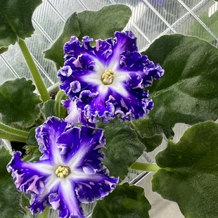 苦苣苔非洲堇缟花： 科克尔нд-кок-кёль对版叶片瑕疵苗