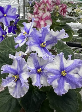 G041非洲堇缟花： 蓝调Blues 十字花标准紫罗兰室内耐阴四季开花