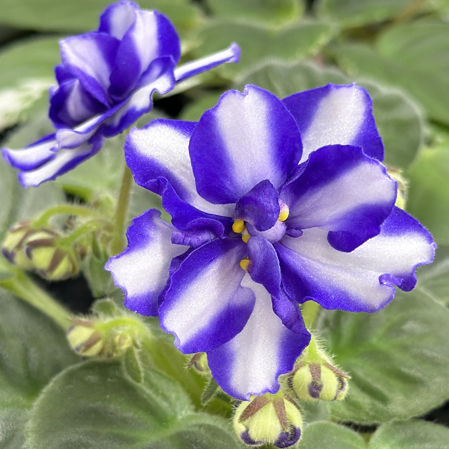 苦苣苔非洲菫缟花：风之变蓝色版，对版苗，半迷你十字花紫罗兰