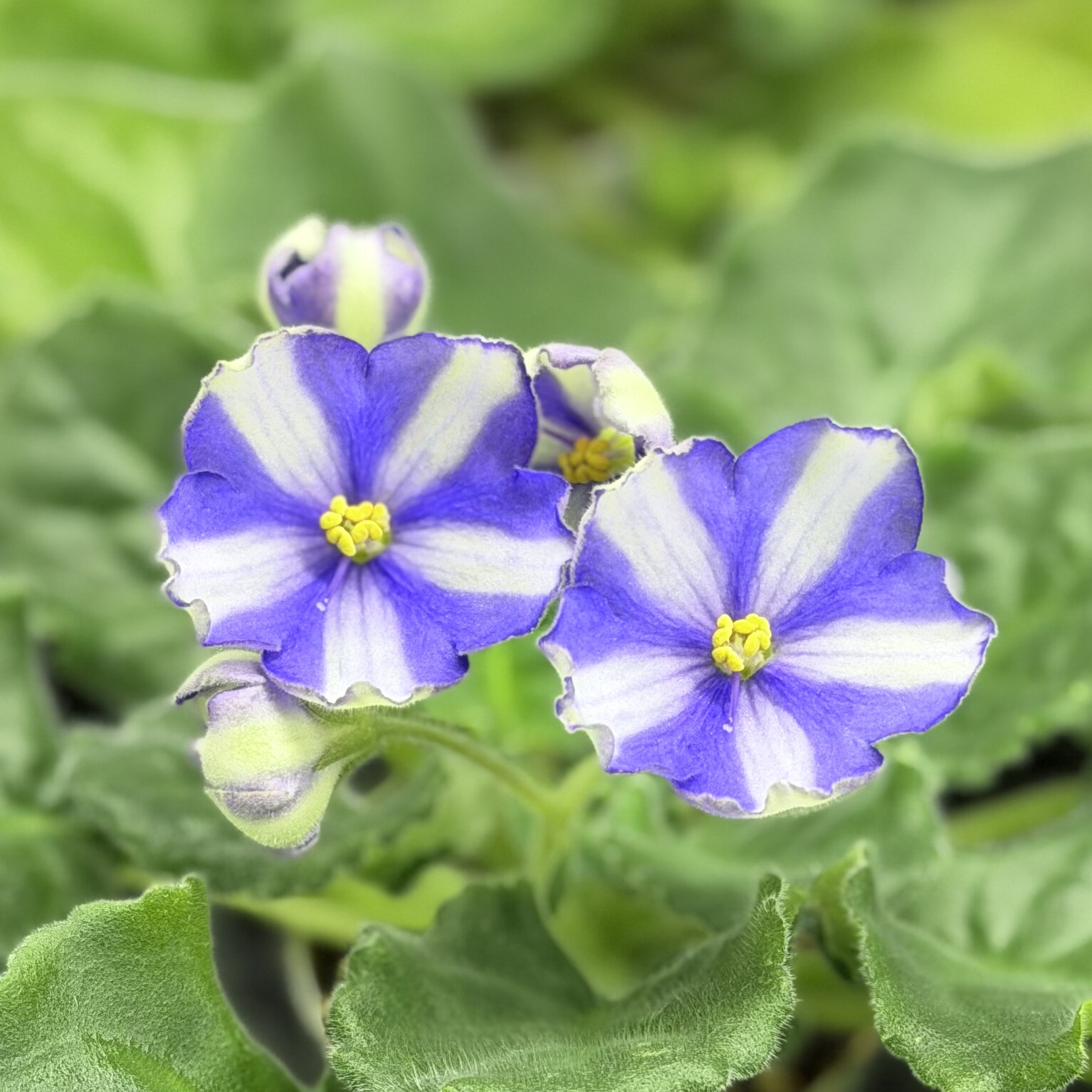 苦苣苔非洲菫缟花：彼得斯卡，标注十字花紫罗兰多季节开花多年生