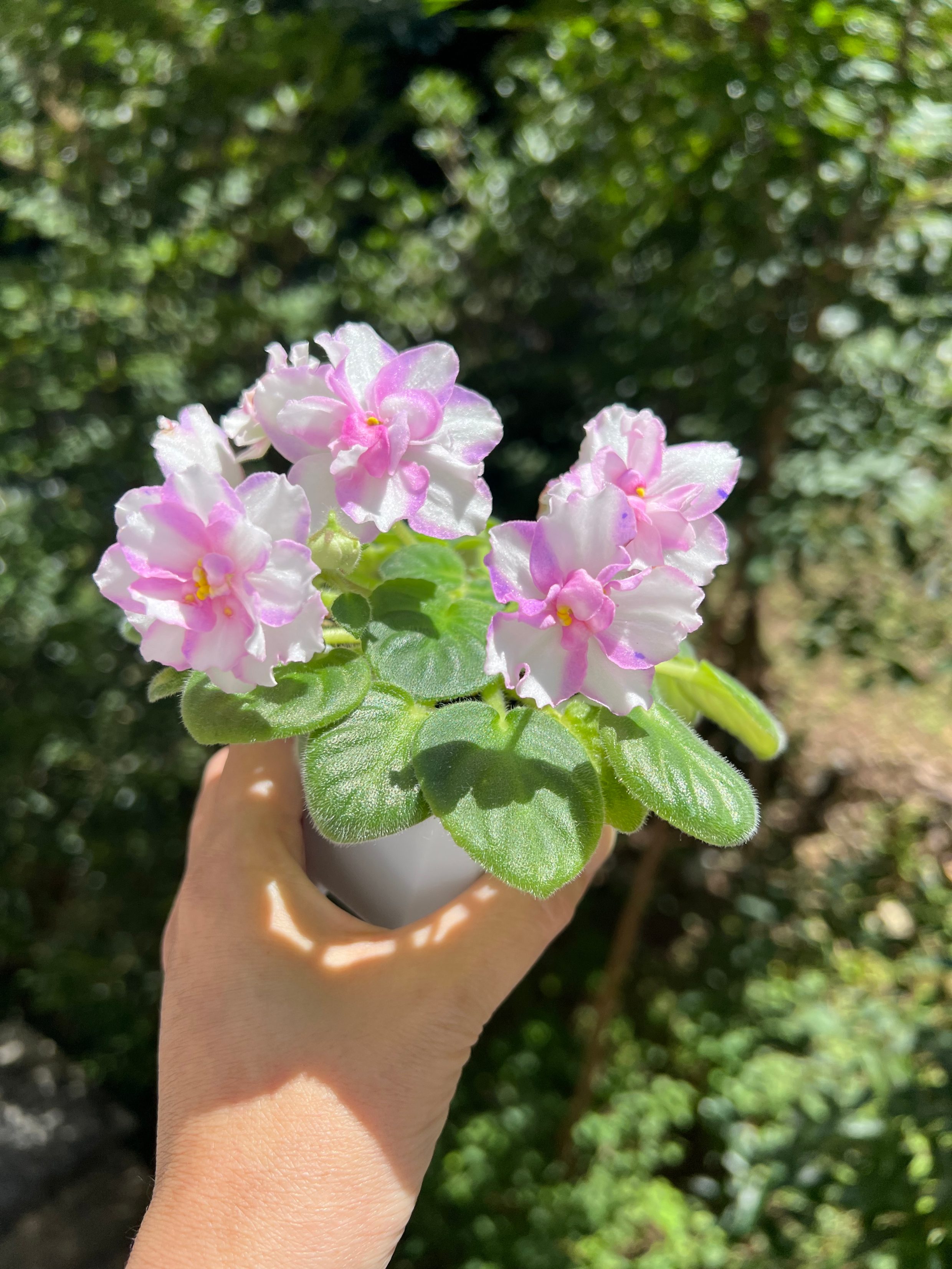 G025苦苣苔非洲堇：风之变（标准十字花缟花）室内耐荫四季开花