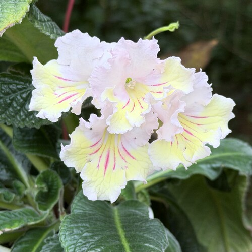 苦苣苔堇兰：奶黄包（堇色芳华培育）室内耐阴四季开花多年生草本