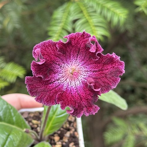 苦苣苔进口堇兰：DS-2165，室内耐荫多季节开花多年生草本植物