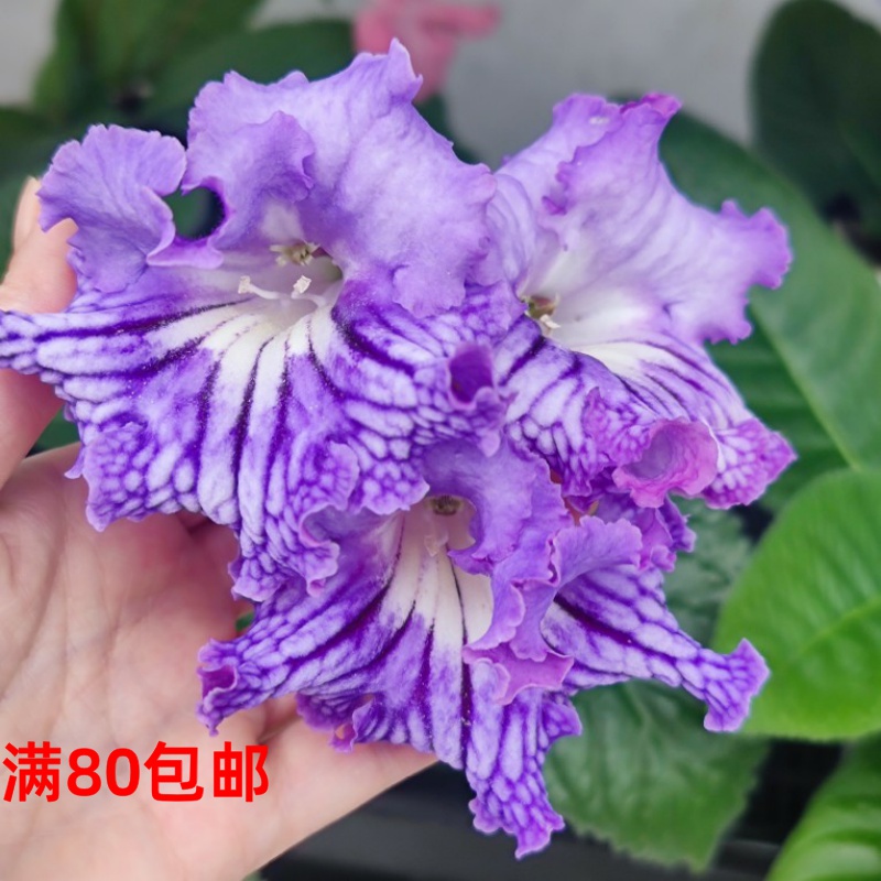 苦苣苔进口堇兰：喜马拉雅山，大花，室内耐阴多年生草本植物
