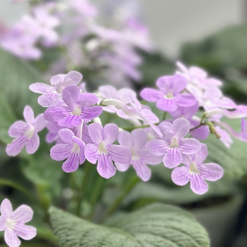 苦苣苔堇兰：Gloria粉流星/粉陨星，室内耐荫多季节开花多年生
