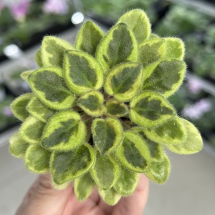 Lucky 苦苣苔非洲堇缟叶：幸运符 Rob Charm 迷你