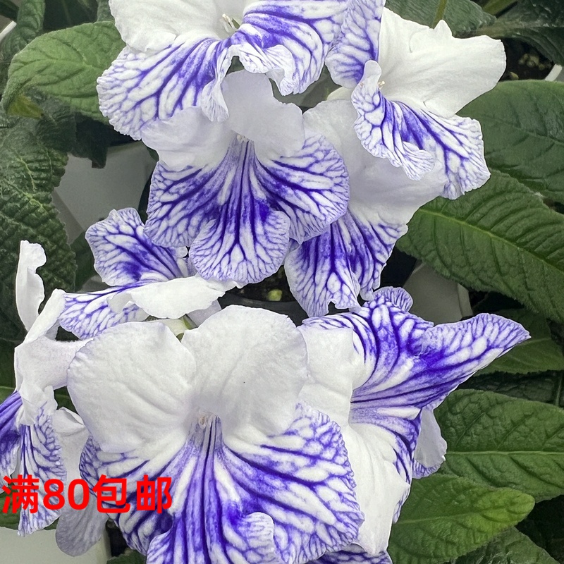 苦苣苔堇兰：青花瓷，细叶品种（国内培育）四季开花多年生草本